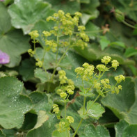 Fotografia manșetei de plante 5