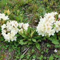 Fotografia kaukazského rododendronu 3