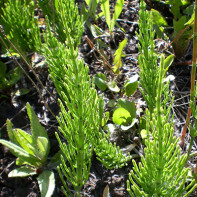 Photo of the horsetail field 3