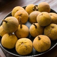 Fotografia ovocia santol 5