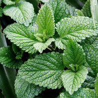 Peppermint nuotrauka