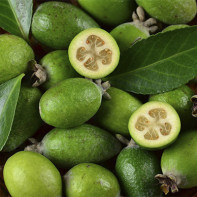 Fotografia feijoa