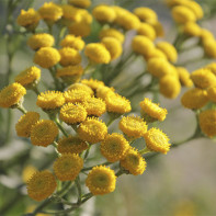 Photo of tansy 5