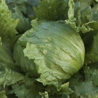 Photo of iceberg lettuce 2