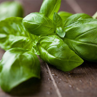 Photo of basil 3