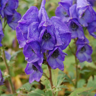 Aconite foto