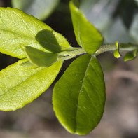 Picture of cowberry leaves