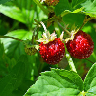 Photo of strawberries