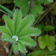 Fotografie de manșetă de plante 4