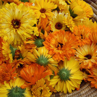 Photo of marigold 3