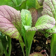 A Mustard Leaf Photo