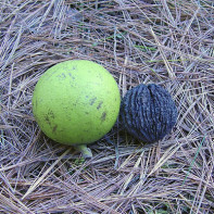 Photo of black walnut