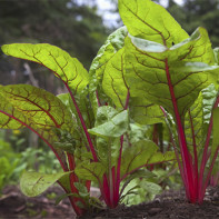 Photo of Swiss chard 2