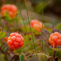 Fotografia Cloudberry