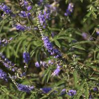 Foto Vitex 4