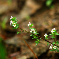 Fotografia očného svetla 3