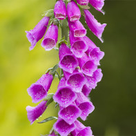 Digitalis nuotrauka