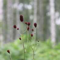 Fotografie de isop 5