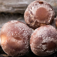 Fotografie de ciuperci shiitake 6