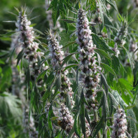 Photo of motherwort 5