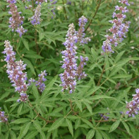 Photo of Vitex 2