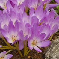 Fotografie de floare fără mamă 4