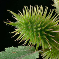 Fotografia Xanthium strumarium 2