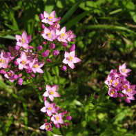 Photo of St. John's wort