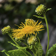 Fotografia elecampane