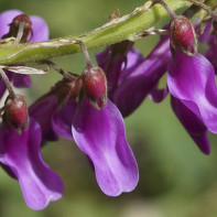 Photo of comfrey 2