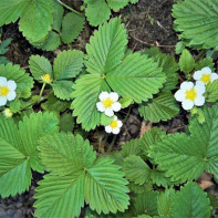 Photo of strawberry leaves