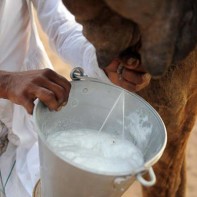 Camel milk photo 5