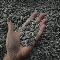 Photos of sunflower seeds 6