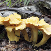 Fotografie de ciuperci chanterelles 5