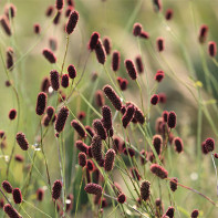 Photo of hyssop