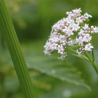 Photo of valerian 2