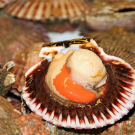 Photo of scallops 2