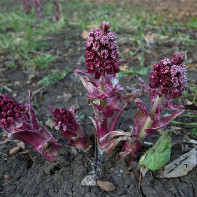 Fotografia Butterbur 4