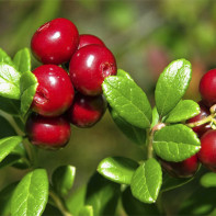 Εικόνα του Lingonberry