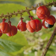 Guarana foto 3