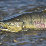 Photo of chum salmon