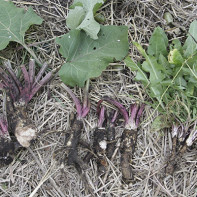 Burdock root photo 2