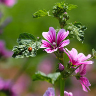 Fotografia lesa Malva 3