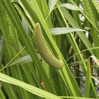 Fotografie de calamus de mlaștină 4