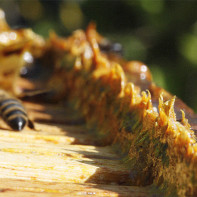 Photo of Propolis 4