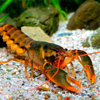 Picture of crayfish