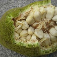 Marang stumbra foto 6