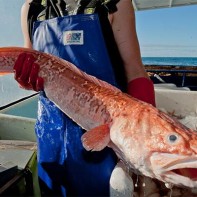 Photo of shrimp fish