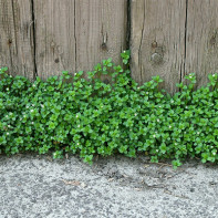 Photo of woodlice grass 3