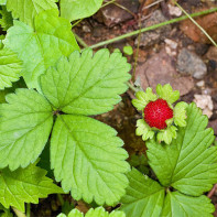 Photo of strawberry leaves 3